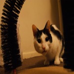 Mister Cat Toy Flehmen
